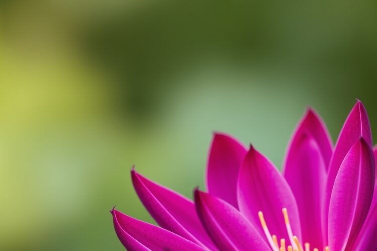 Krásní společníci: Analýza kaktusů a sukulentů jako dekorace pro interiér i venkovní prostor